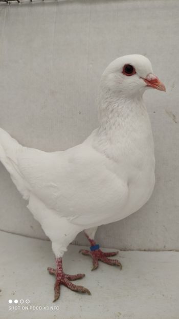 F 2020 vanduta - De vanzare kingi