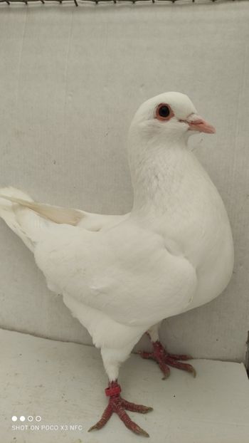 F 2020 vanduta - De vanzare kingi