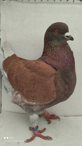 M 2019 vandut - De vanzare kingi