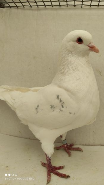 M 2020 vandut - De vanzare kingi