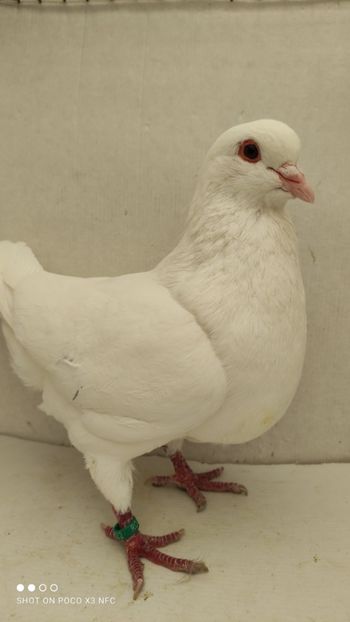 M 2019 vandut - De vanzare kingi