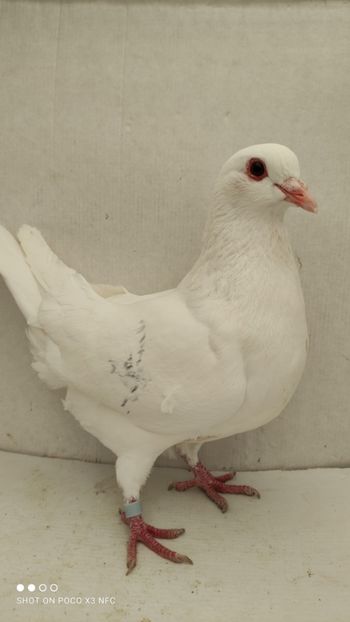 F 2020 vanduta - De vanzare kingi