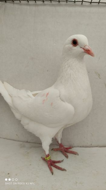 F 2020 vanduta - De vanzare kingi