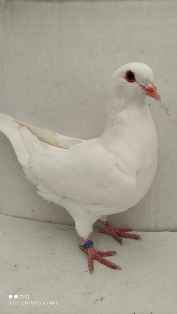 F 2020 vanduta - De vanzare kingi