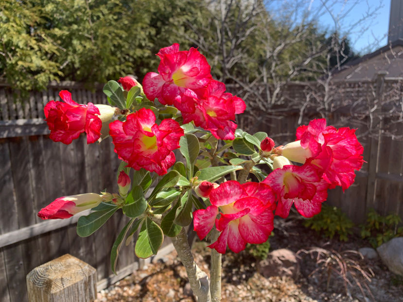  - Plante de interior 2021