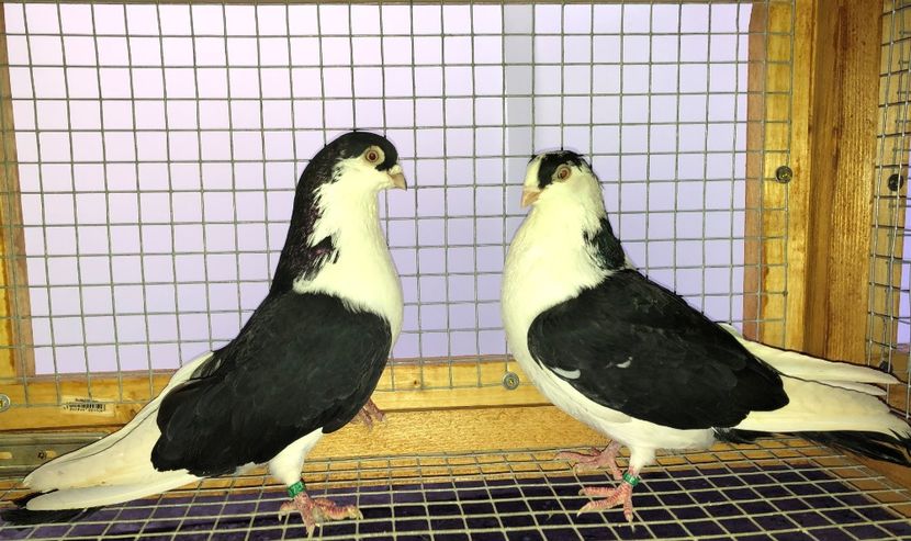 perechea  1 - B - perechi 2020