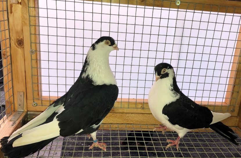 perechea  24 - B - perechi 2020