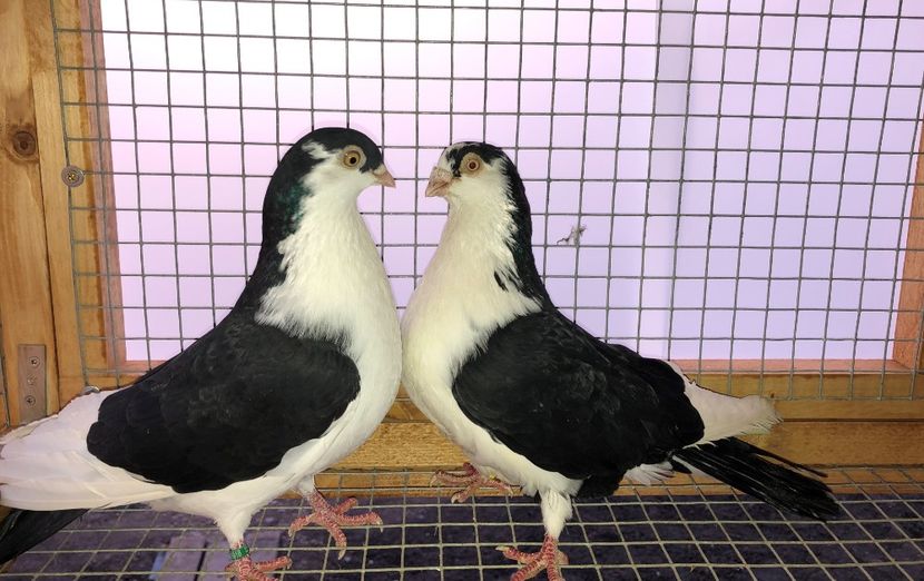 perechea - B - perechi 2020