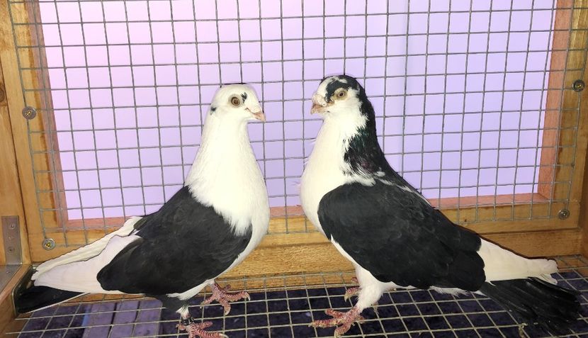 perechea  12 - B - perechi 2020