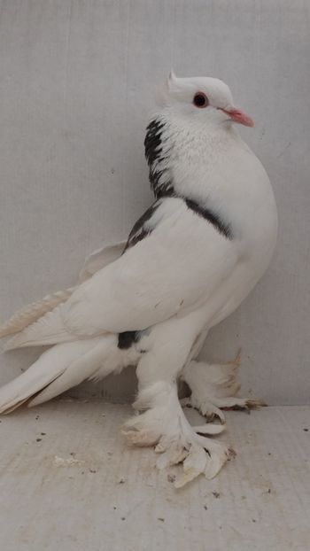 F 2020 - Por tapalagosi