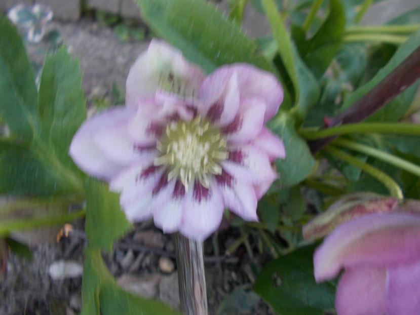 - HELLEBORUS 2020-2021-2022