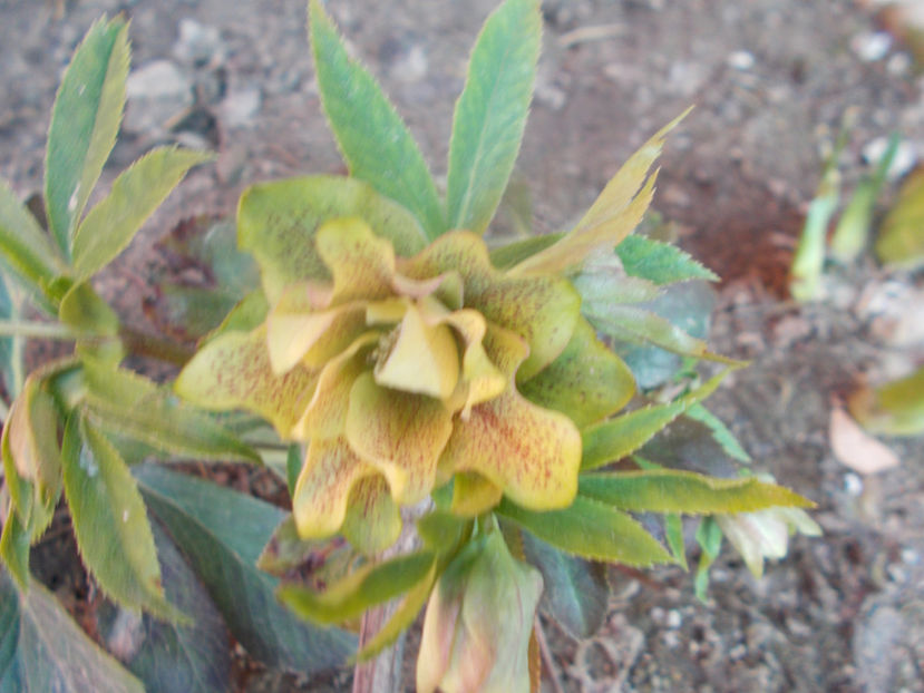  - HELLEBORUS 2020-2021-2022