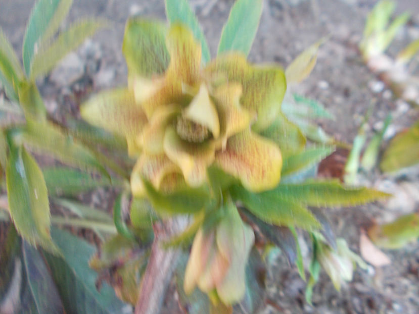  - HELLEBORUS 2020-2021-2022