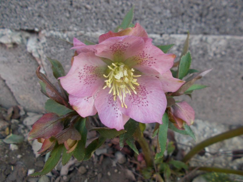  - HELLEBORUS 2020-2021-2022