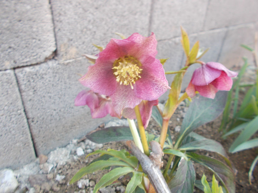  - HELLEBORUS 2020-2021-2022