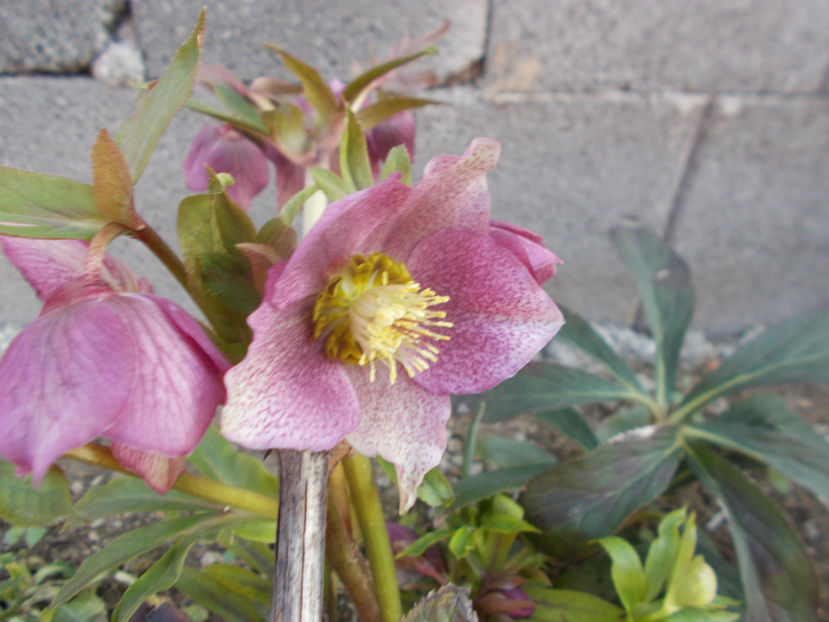  - HELLEBORUS 2020-2021-2022