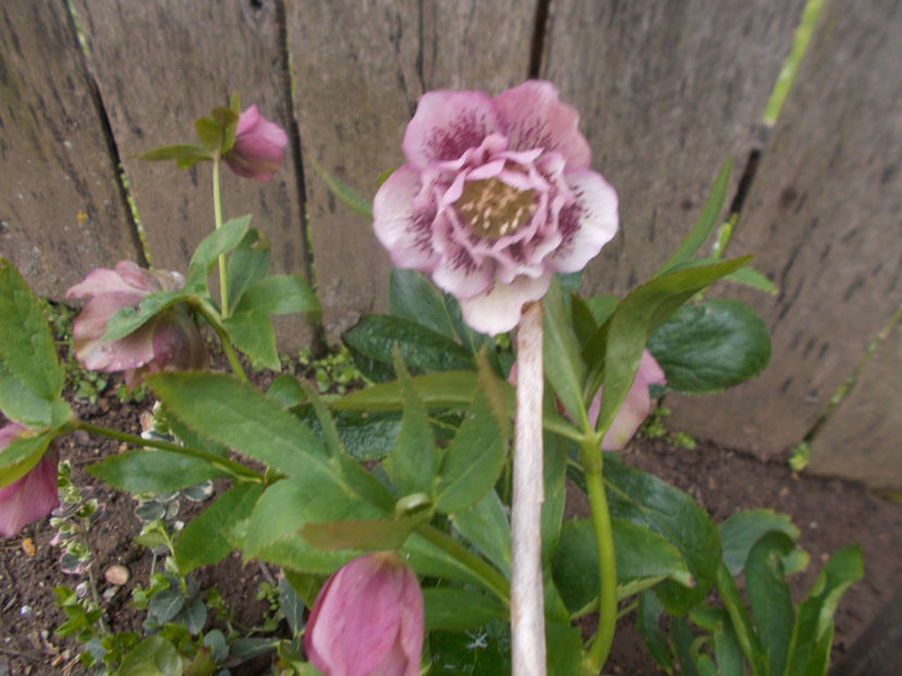  - HELLEBORUS 2020-2021-2022