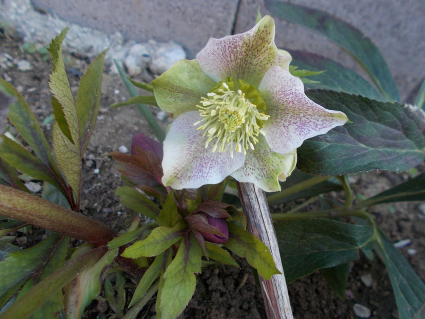  - HELLEBORUS 2020-2021-2022