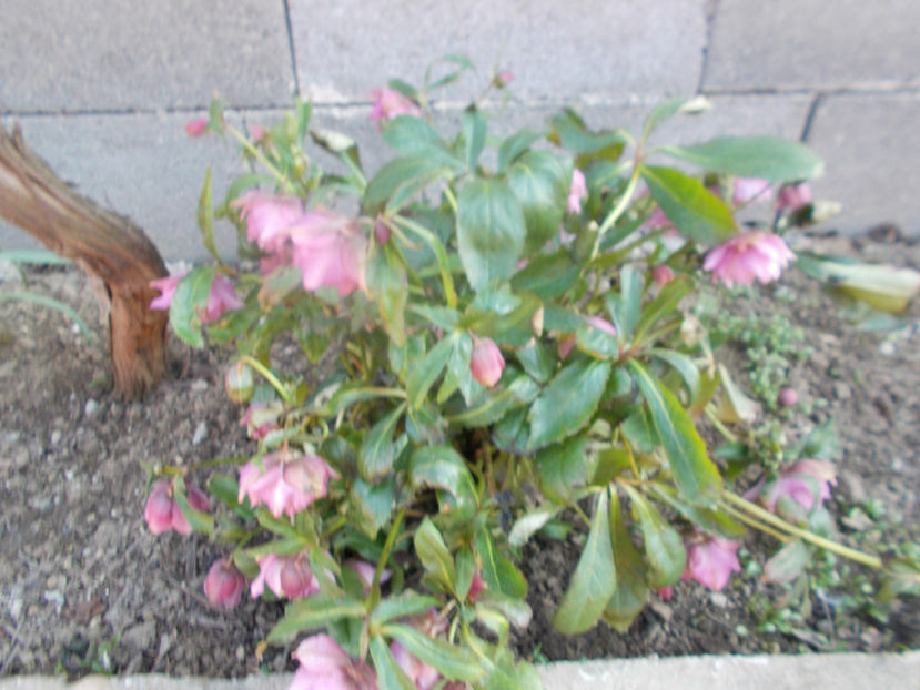  - HELLEBORUS 2020-2021-2022