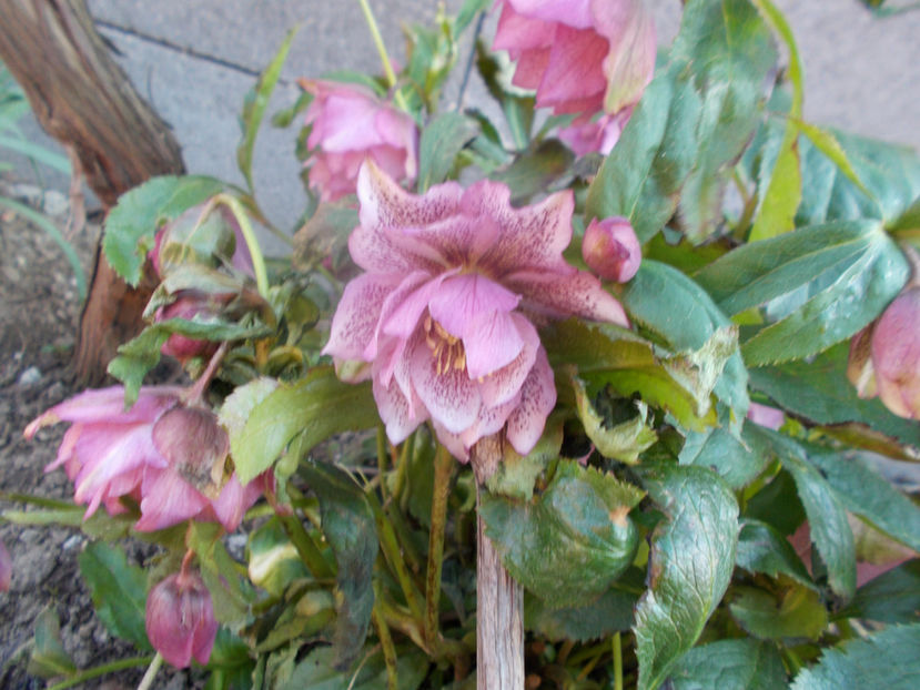  - HELLEBORUS 2020-2021-2022