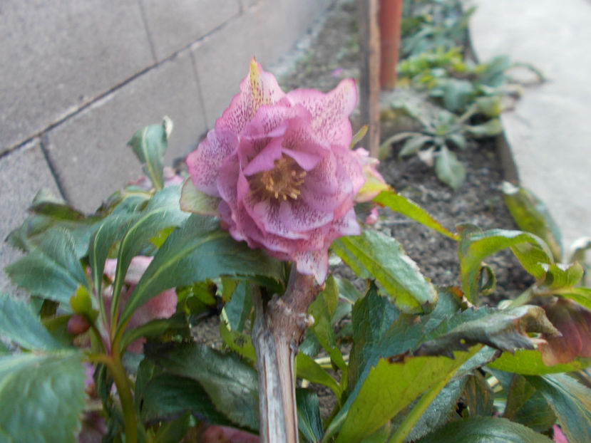  - HELLEBORUS 2020-2021-2022