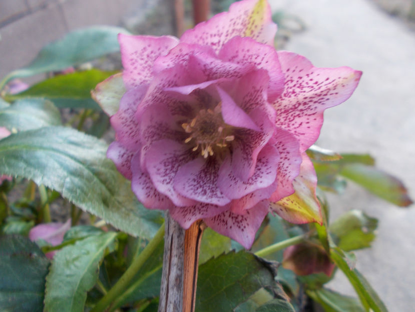  - HELLEBORUS 2020-2021-2022