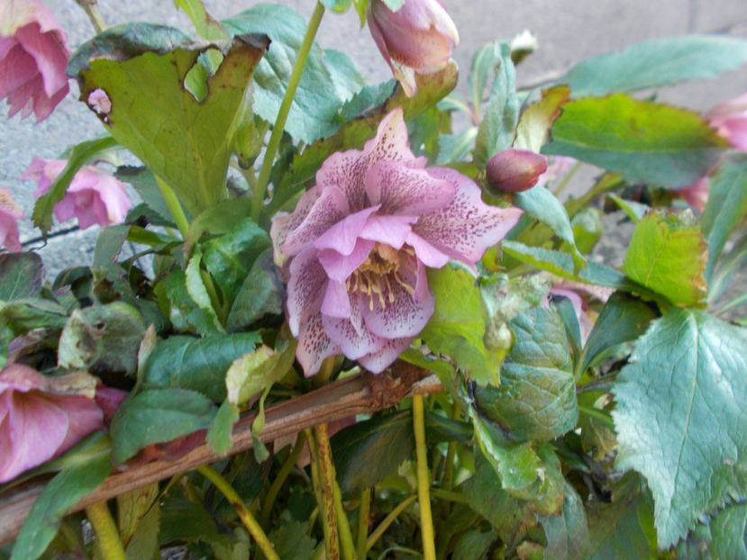  - HELLEBORUS 2020-2021-2022