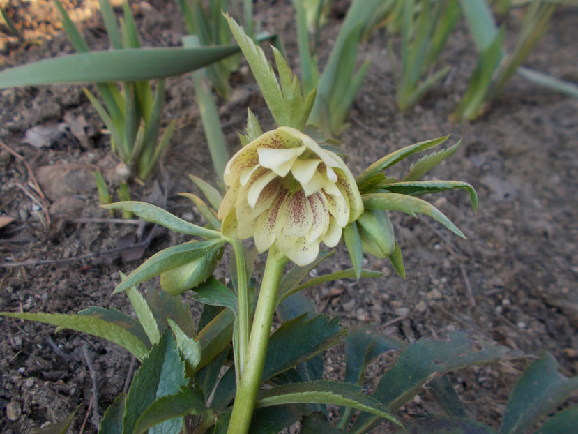  - HELLEBORUS 2020-2021-2022