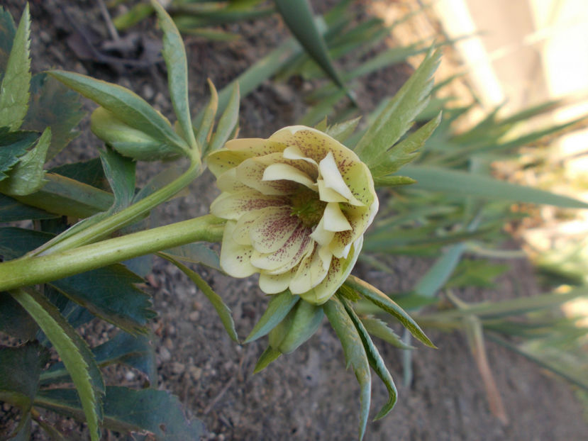  - HELLEBORUS 2020-2021-2022