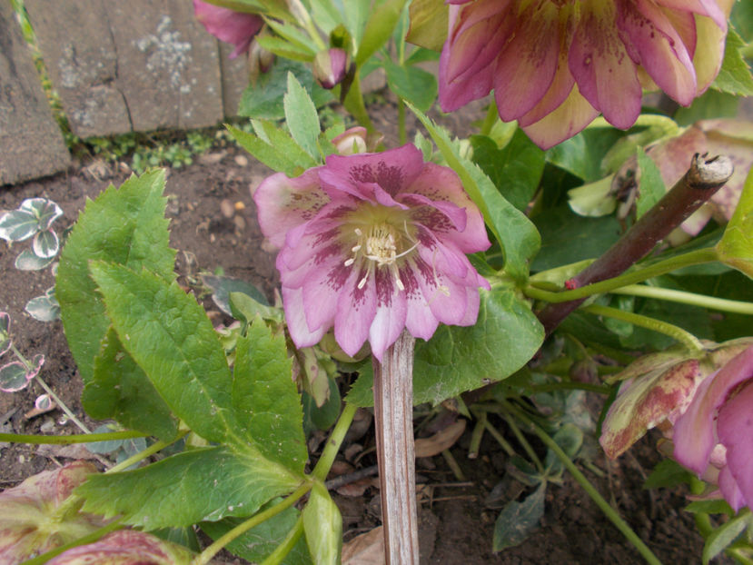  - HELLEBORUS 2020-2021-2022