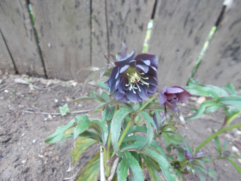  - HELLEBORUS 2020-2021-2022