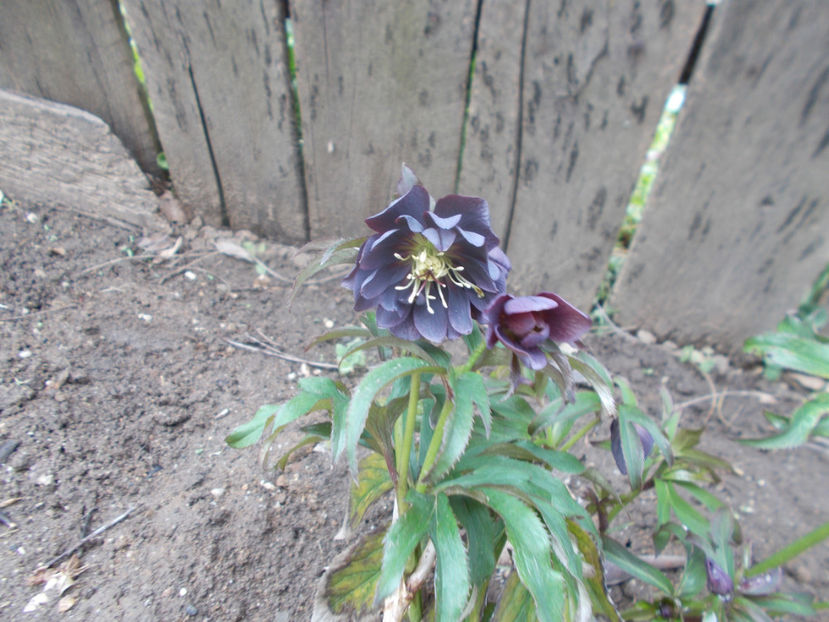  - HELLEBORUS 2020-2021-2022