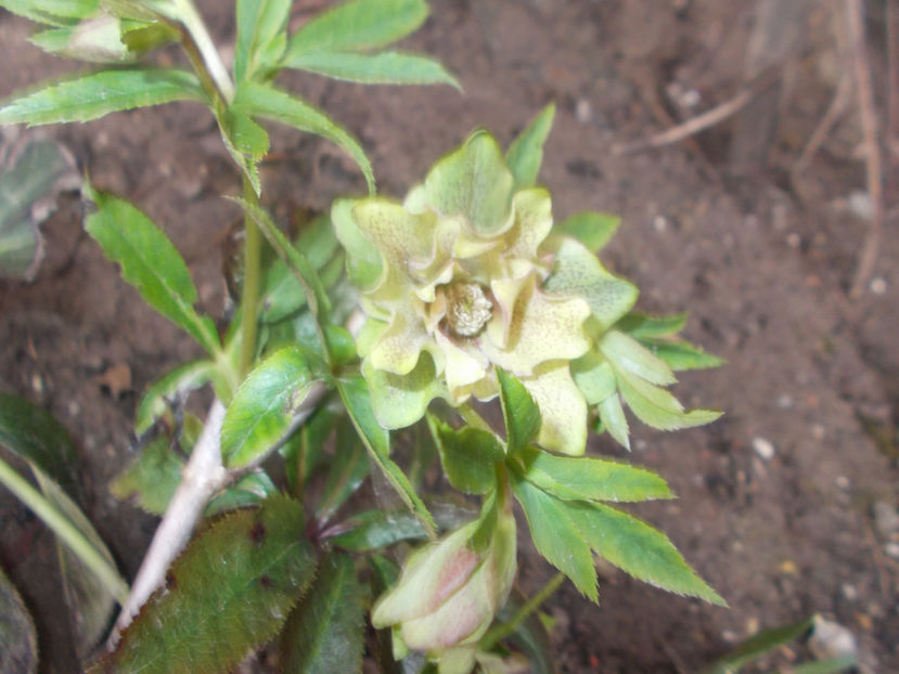  - HELLEBORUS 2020-2021-2022