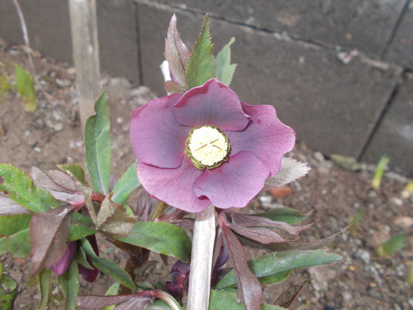  - HELLEBORUS 2020-2021-2022