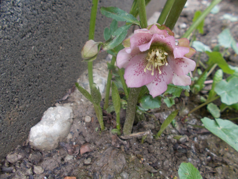  - HELLEBORUS 2020-2021-2022