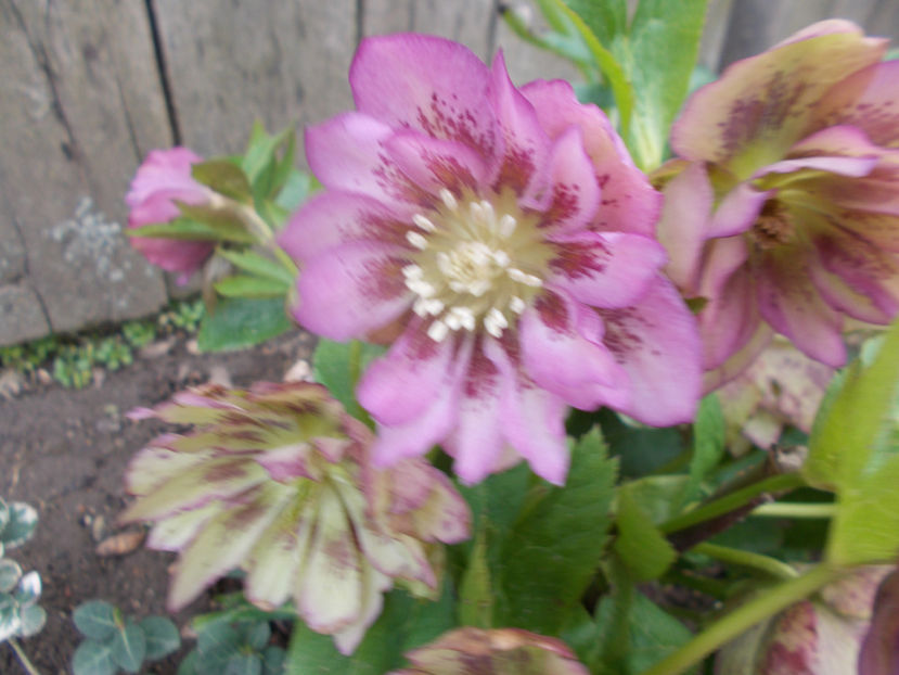  - HELLEBORUS 2020-2021-2022