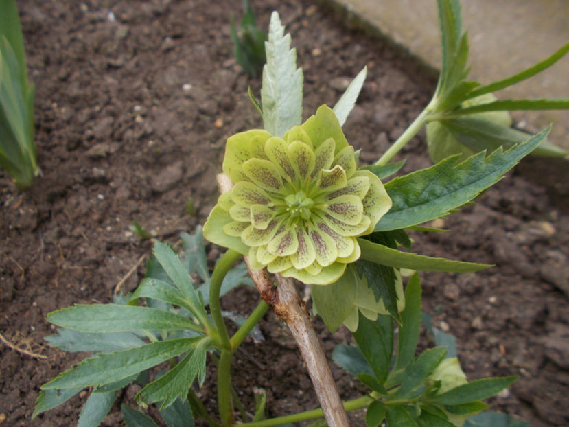  - HELLEBORUS 2020-2021-2022