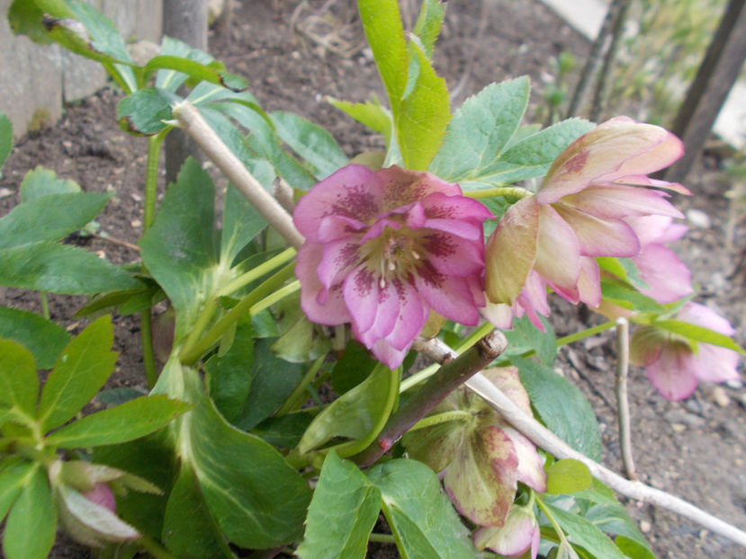  - HELLEBORUS 2020-2021-2022