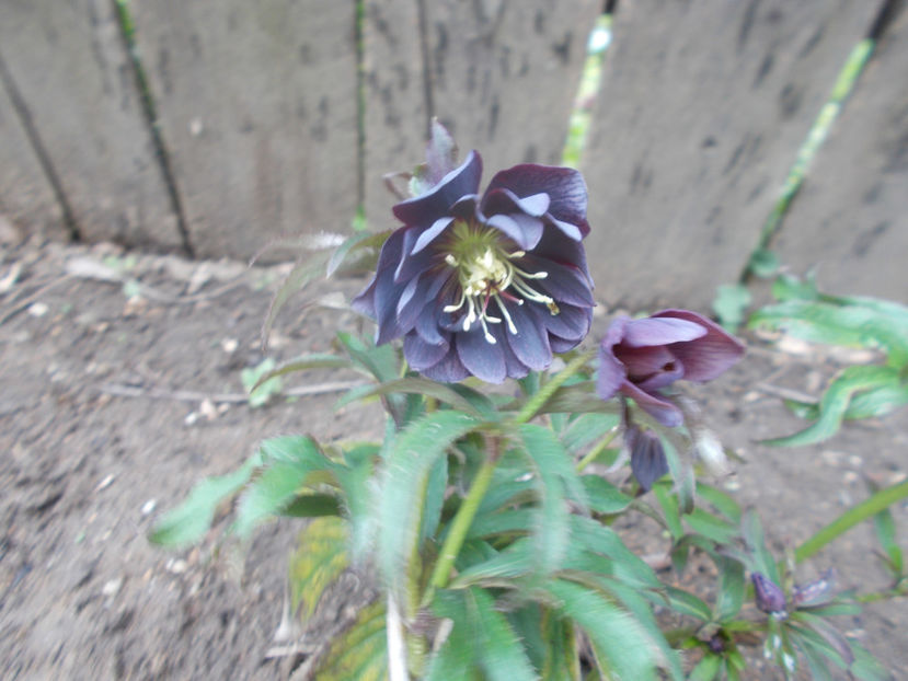  - HELLEBORUS 2020-2021-2022