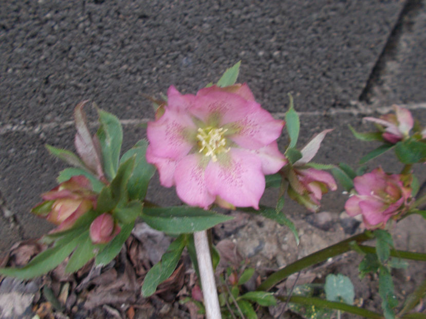  - HELLEBORUS 2020-2021-2022