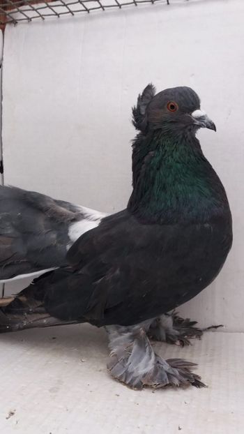 M 2020 - Por tapalagosi