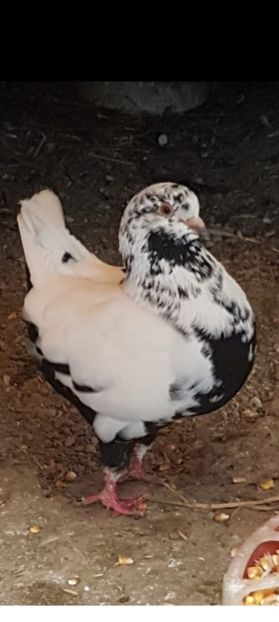 F 2020 - De vanzare kingi