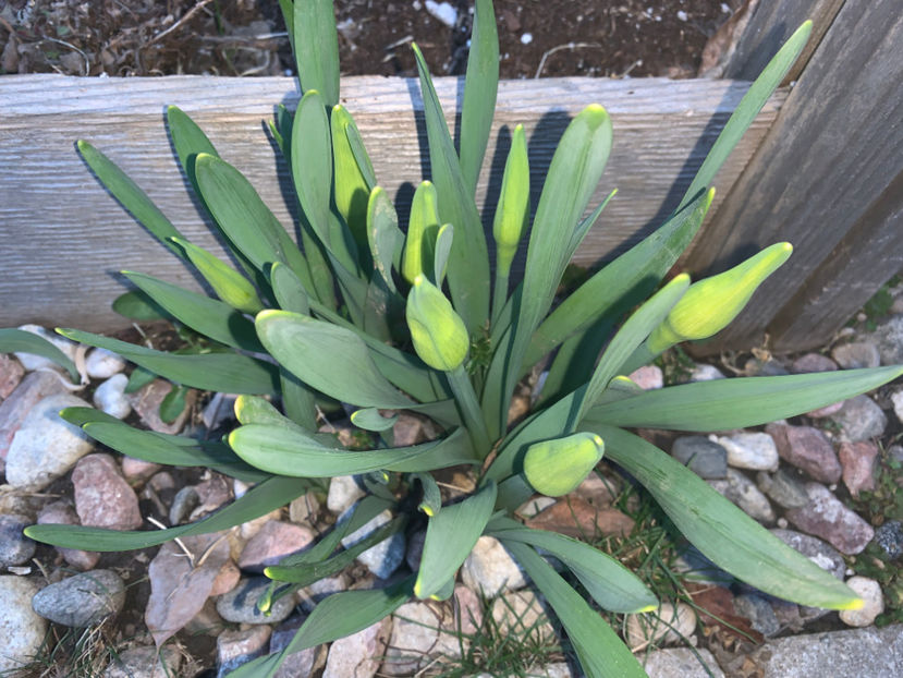  - Jurnalul gradinii 2021