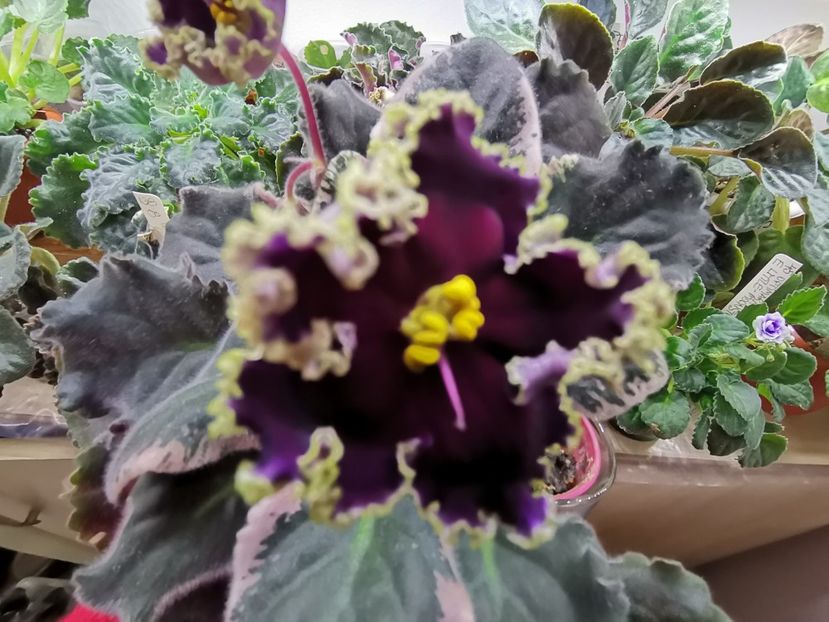  - Don Zhuan de la Bogdan