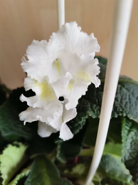  - Streptocarpusi 2021