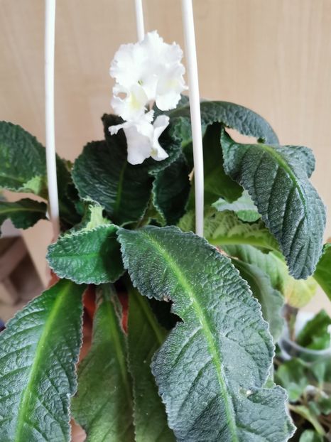  - Streptocarpusi 2021