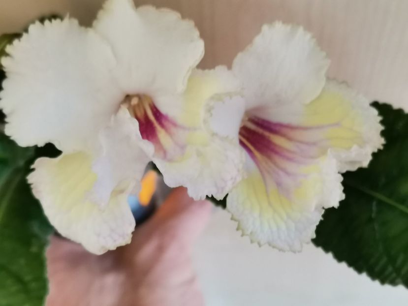  - Streptocarpusi 2021