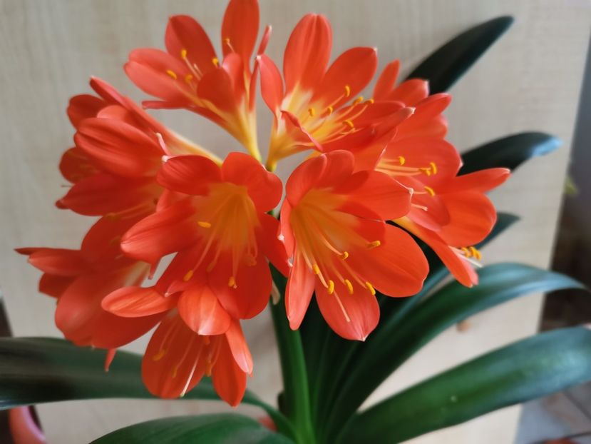  - Clivia 2021