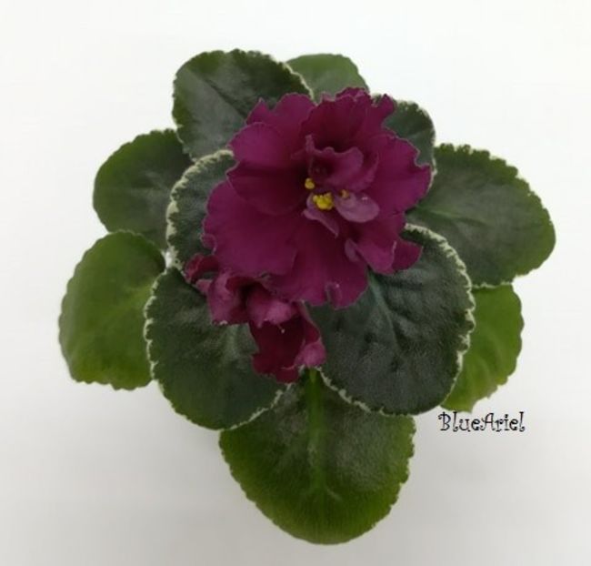 2021 - Ma_s Red Rover