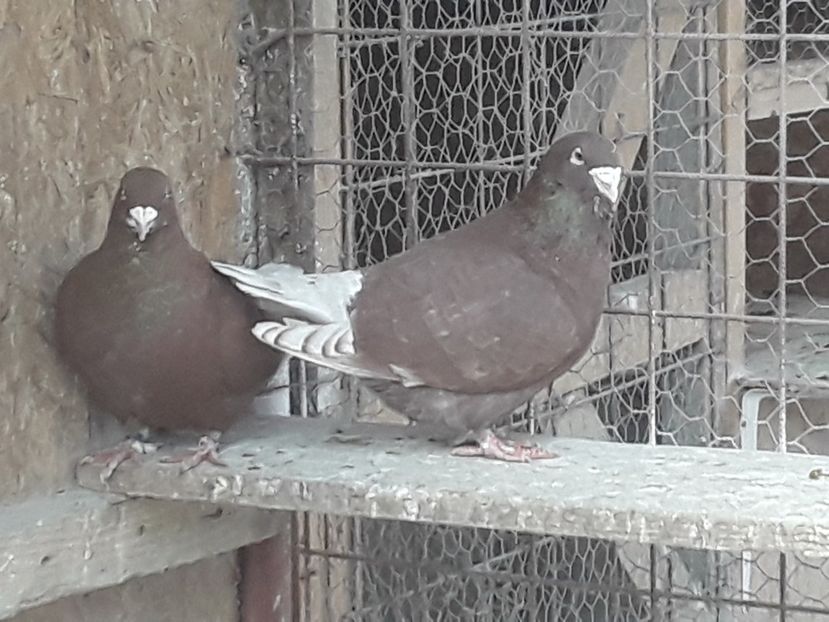 20210405_165621(0) - ROSII 2021